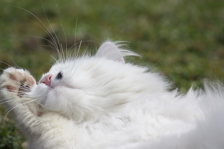 Katzen- oder Verhaltenspsychologie sich putzende Katze Mischka