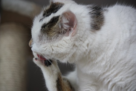 Katzen- oder Verhaltenspsychologie sich putzende Katze Pauline